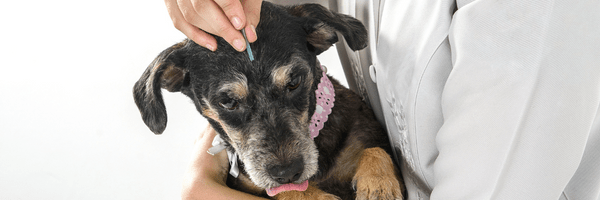 Acupuncture for pets