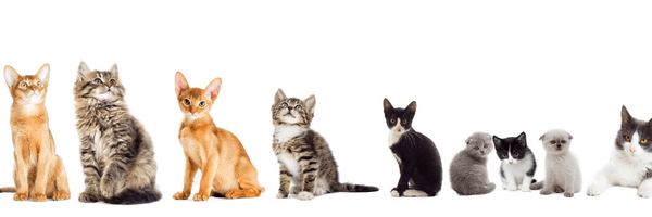 RENAL FALIURE IN CATS