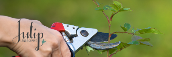 winter pruning for roses