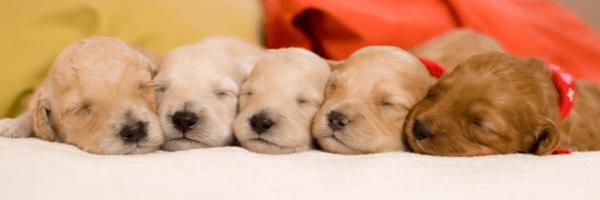 6 COMMON MISTAKES NEW PUPPY OWNERS MAKE