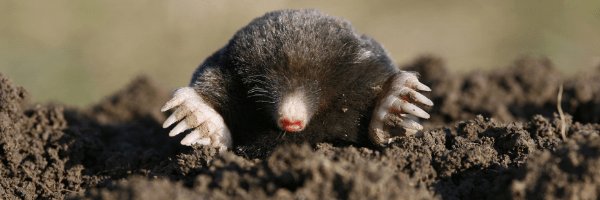 Humane mole control