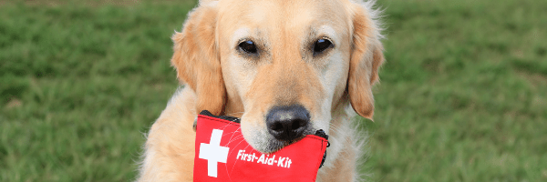 first aid - kenilworth vet