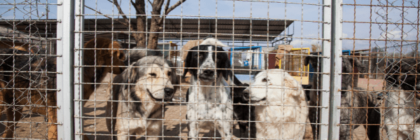 boarding kennels and catteries