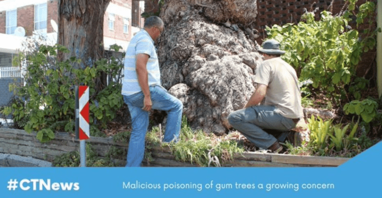 poisoning of gum trees